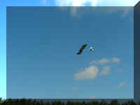 JimDescending.JPG (38900 bytes)